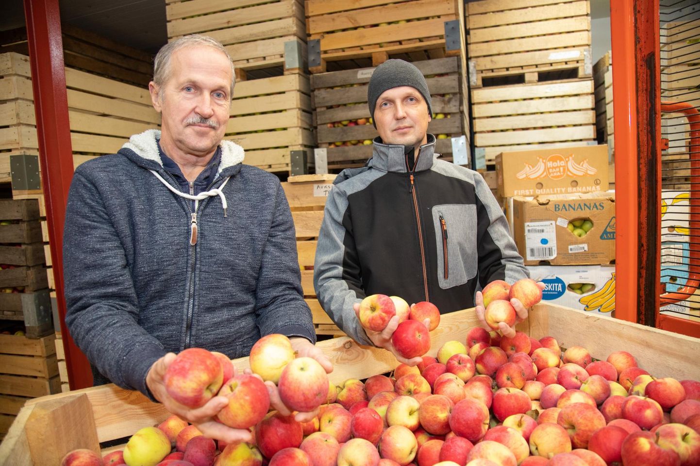Talu peremees Andres Mets (vasakul) ja perepoeg Danel Mets jälgivad, et hoidlas oleksid õunte säilimiseks head tingimused.