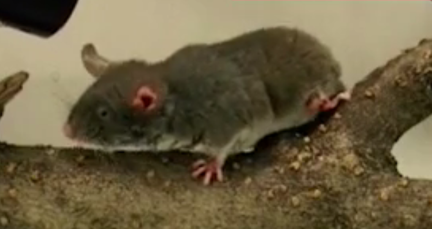 Need pimedad hiired orienteeruvad heli mitte nägemise järgi.