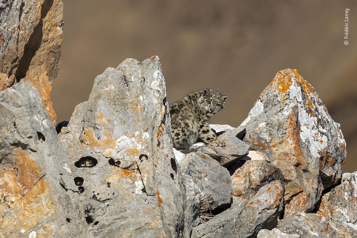 Шестимесячный снежный барс отдыхает. В отличие от других регионов, где распространено браконьерство, леопарды на Тибетском плато живут беззаботно.