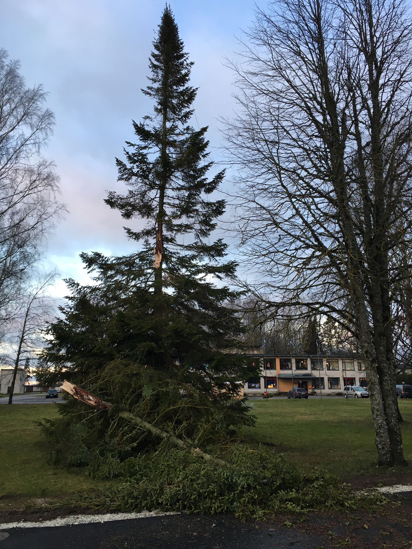 Torm murdis eile Väätsa jõulukuuse ühe aru ning ilmselt tuleb nüüd ka ülejäänud puu maha võtta.