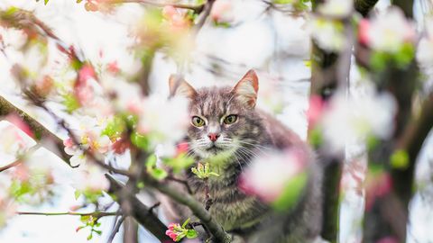 Otrdien Latvijā spīdēs saule