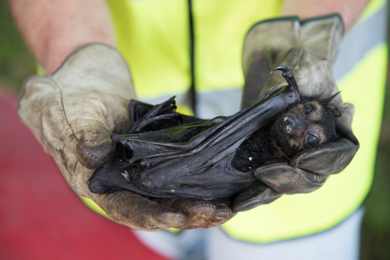 Austraalia kuumalaines päästetud nahkhiir