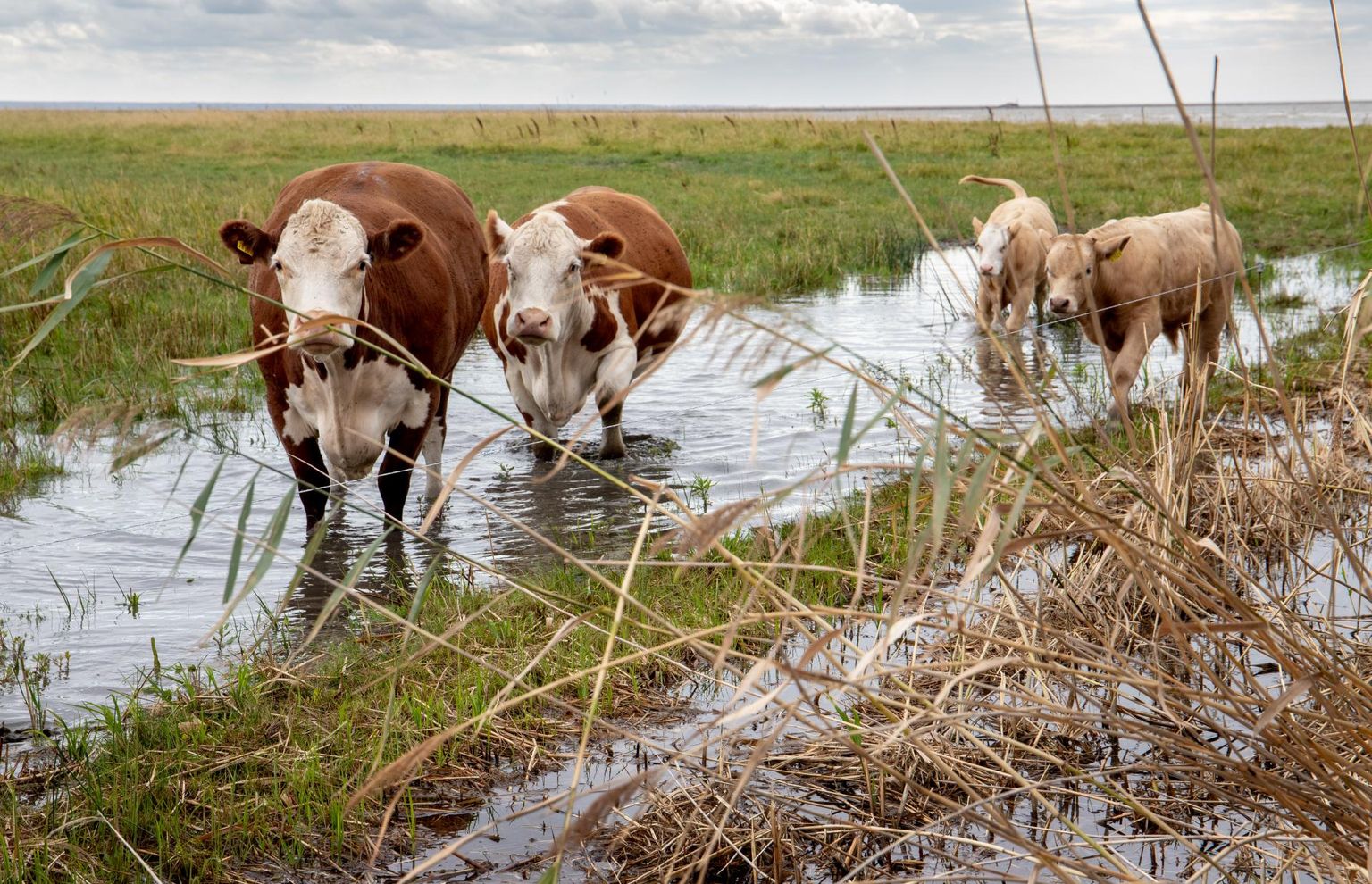 Vana-Pärnu rannaniidust on saanud karjamaa, mille loomad on poriseks tallanud.