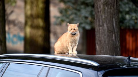 Arī sestdien vietām īslaicīgi līs