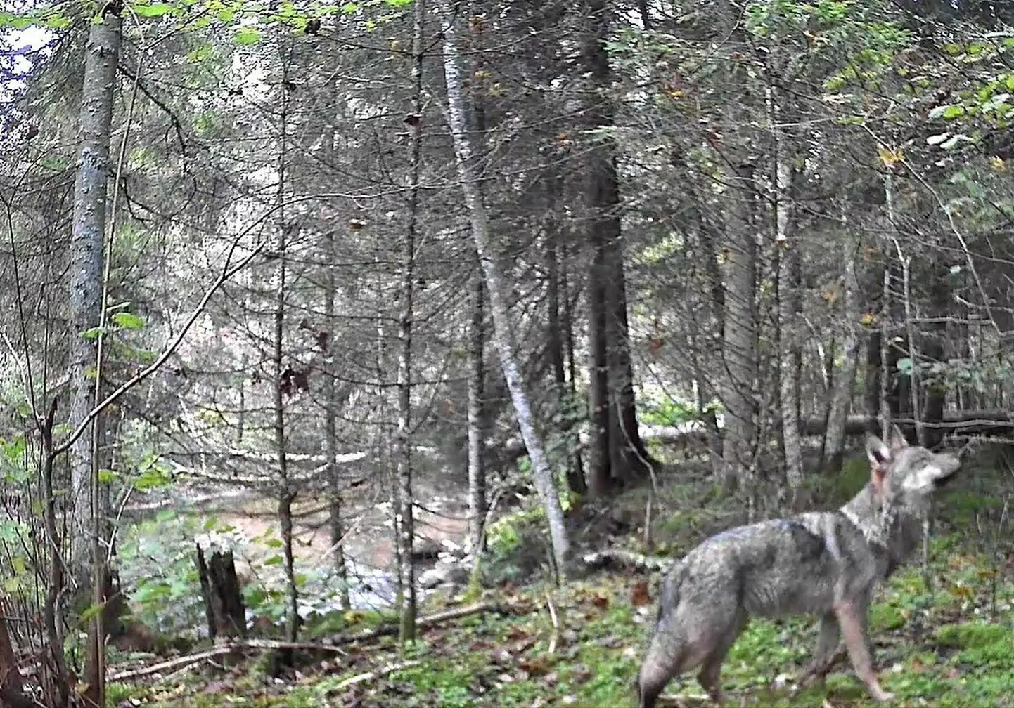 See hunt jäi rajakaamera pildile oktoobris Mulgi vallas Pöögle küla lähedal.