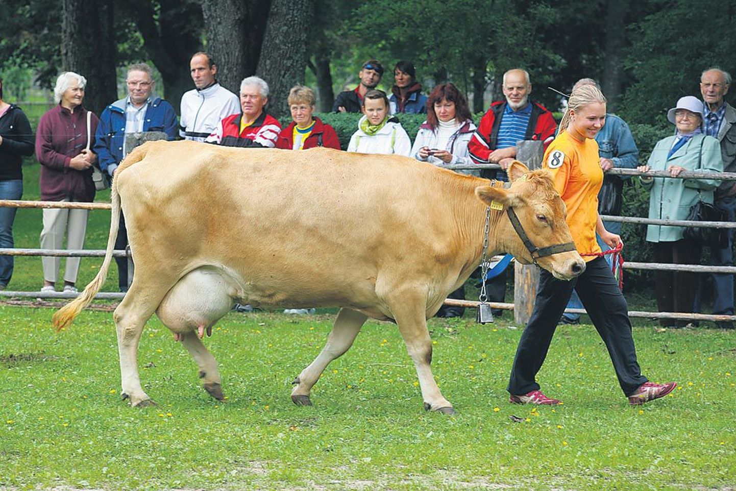 Ilusaimaks lehmaks valiti Viljandimaalt pärit Pipi, keda esitles Birgit Kruuse.