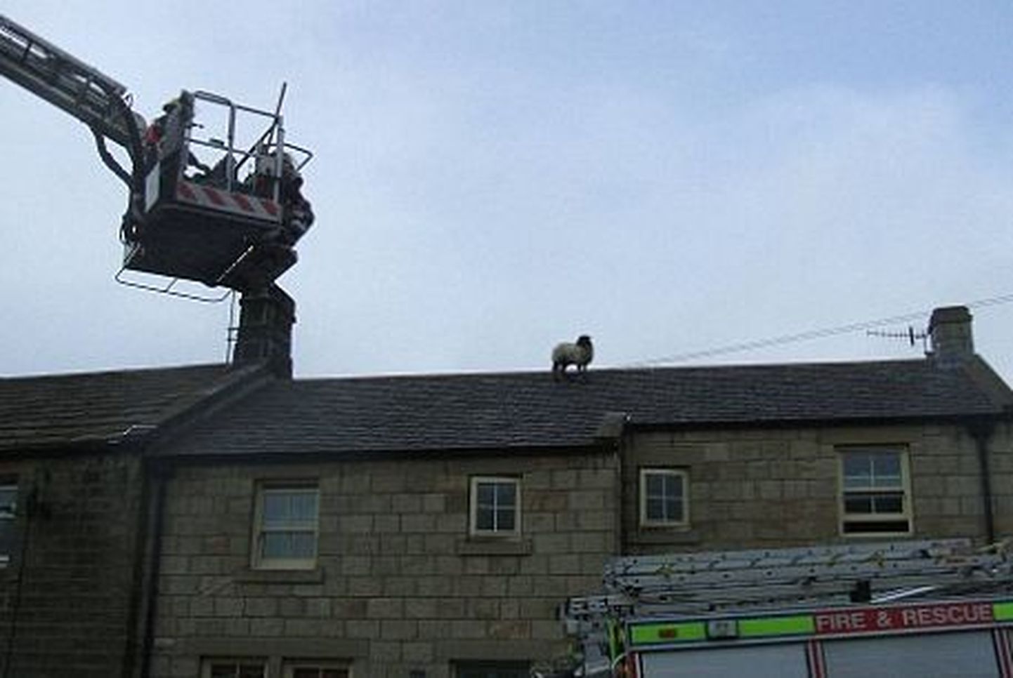 Suurbritannias püüdsid tuletõrjujad päästa kautsele sattunud lammast