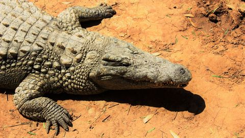 Milline nägi välja iidne krokodillide tapmise rituaal, enne kui need vaarao kaaslasteks mumifitseeriti?