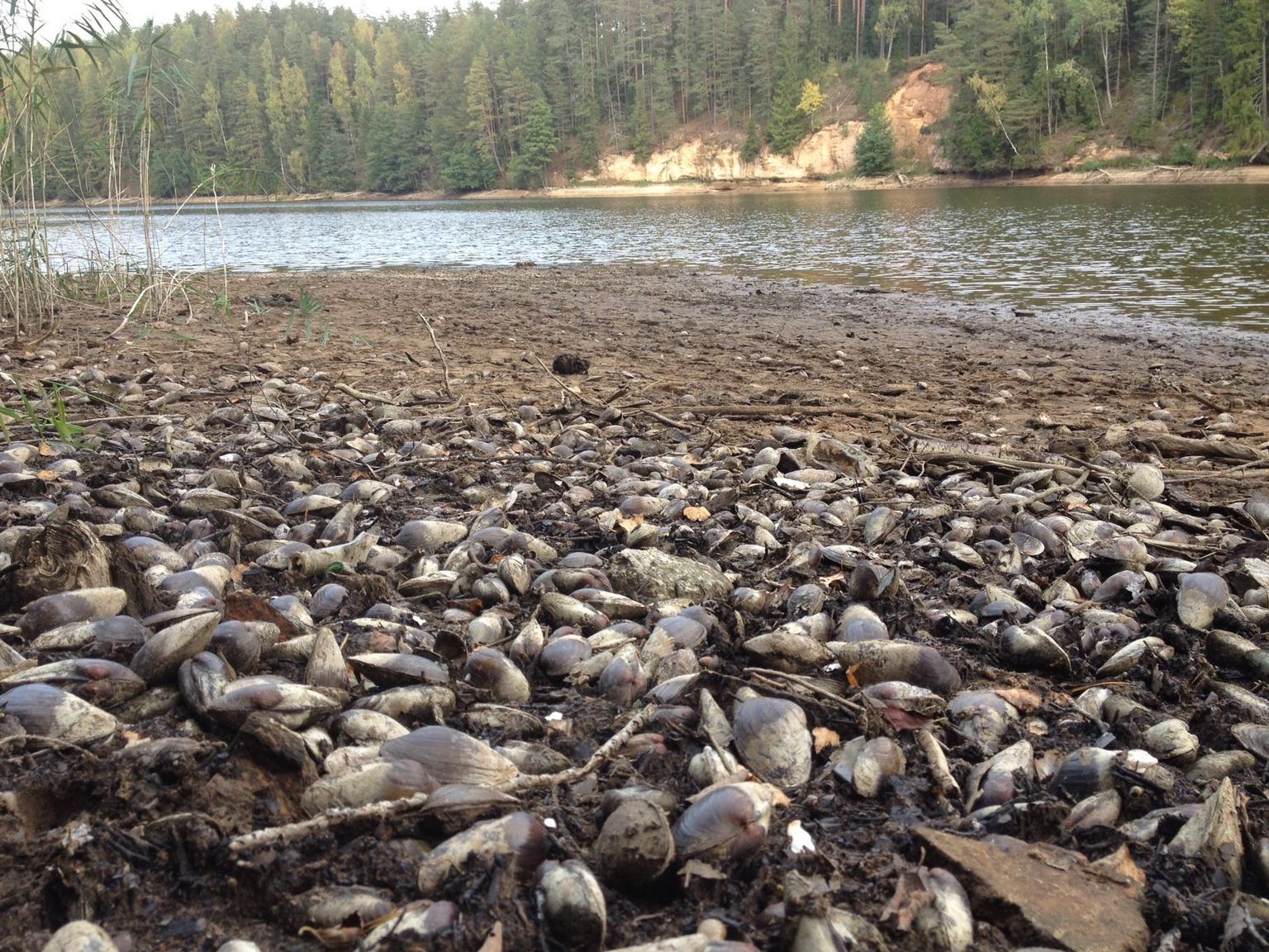 Veetaseme alandamine Saesaare paisu taga on jätnud kuivale tuhandeid järvekarpe.
