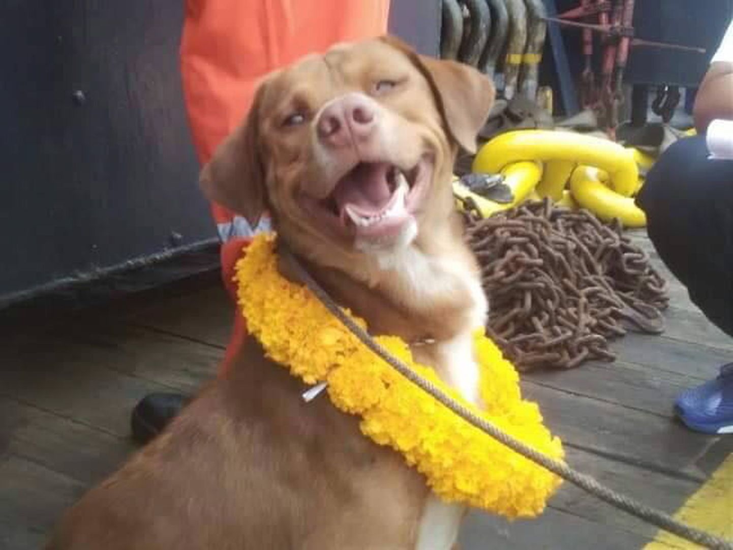Izglābtais suns Boonrod uz naftas urbjtorņa Taizemē. 