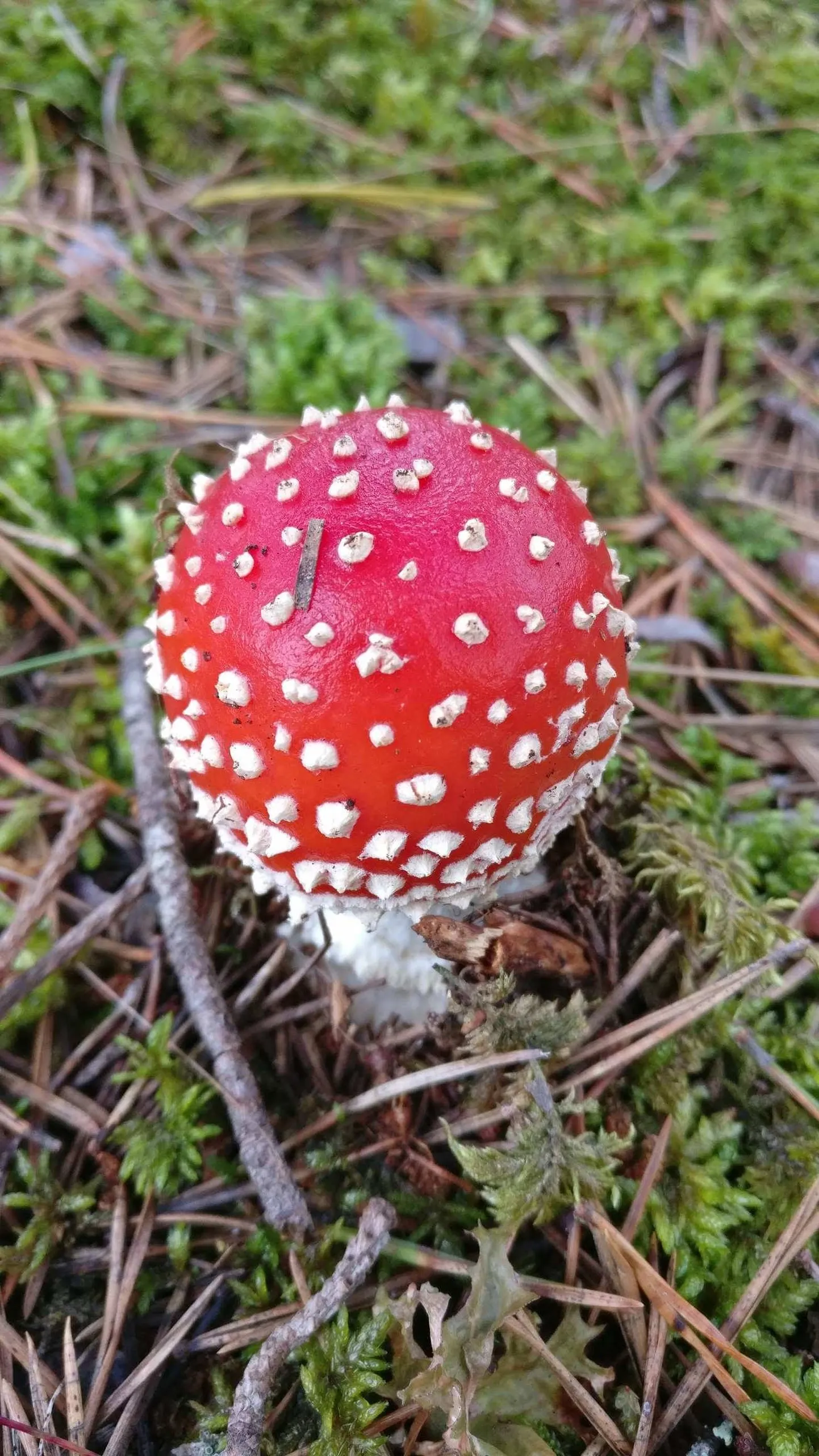 Artikli foto