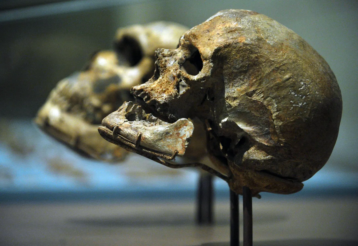 Homo sapiens`i kolju (esiplaanil)