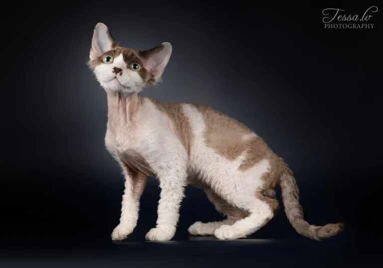 Devon Rex.