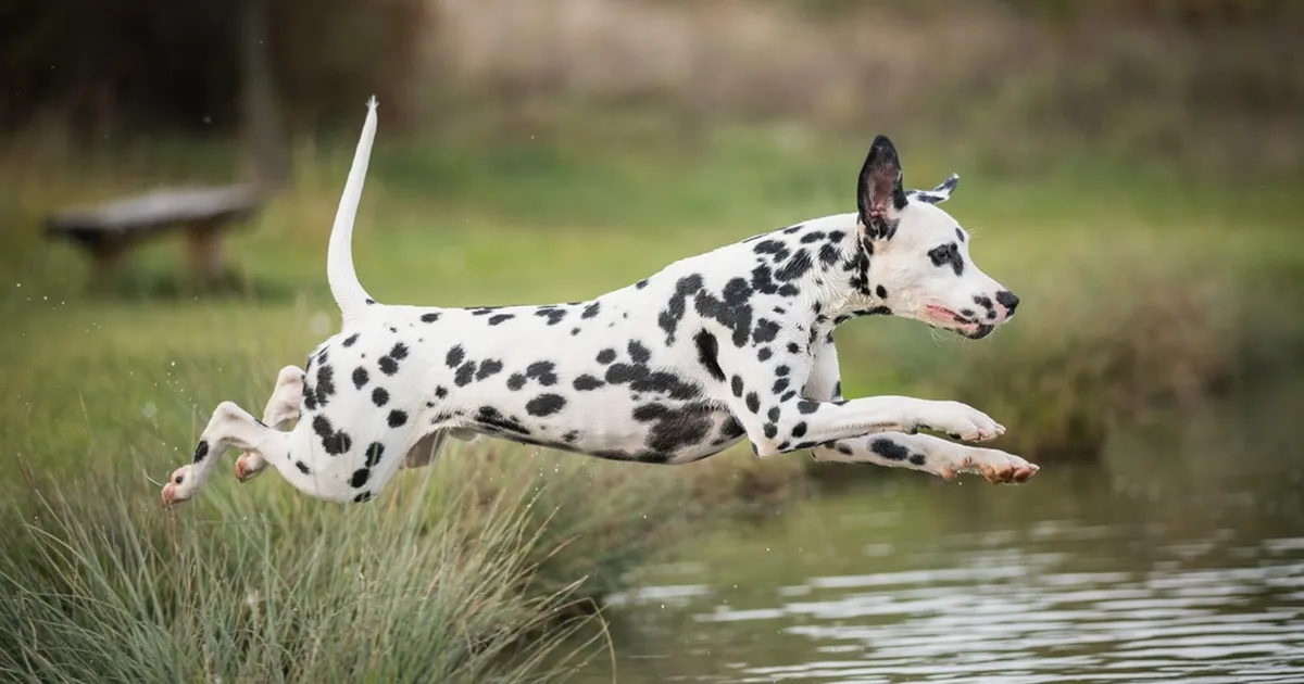 Interesant de știut ⟩ De ce sunt reperați câinii dalmați?