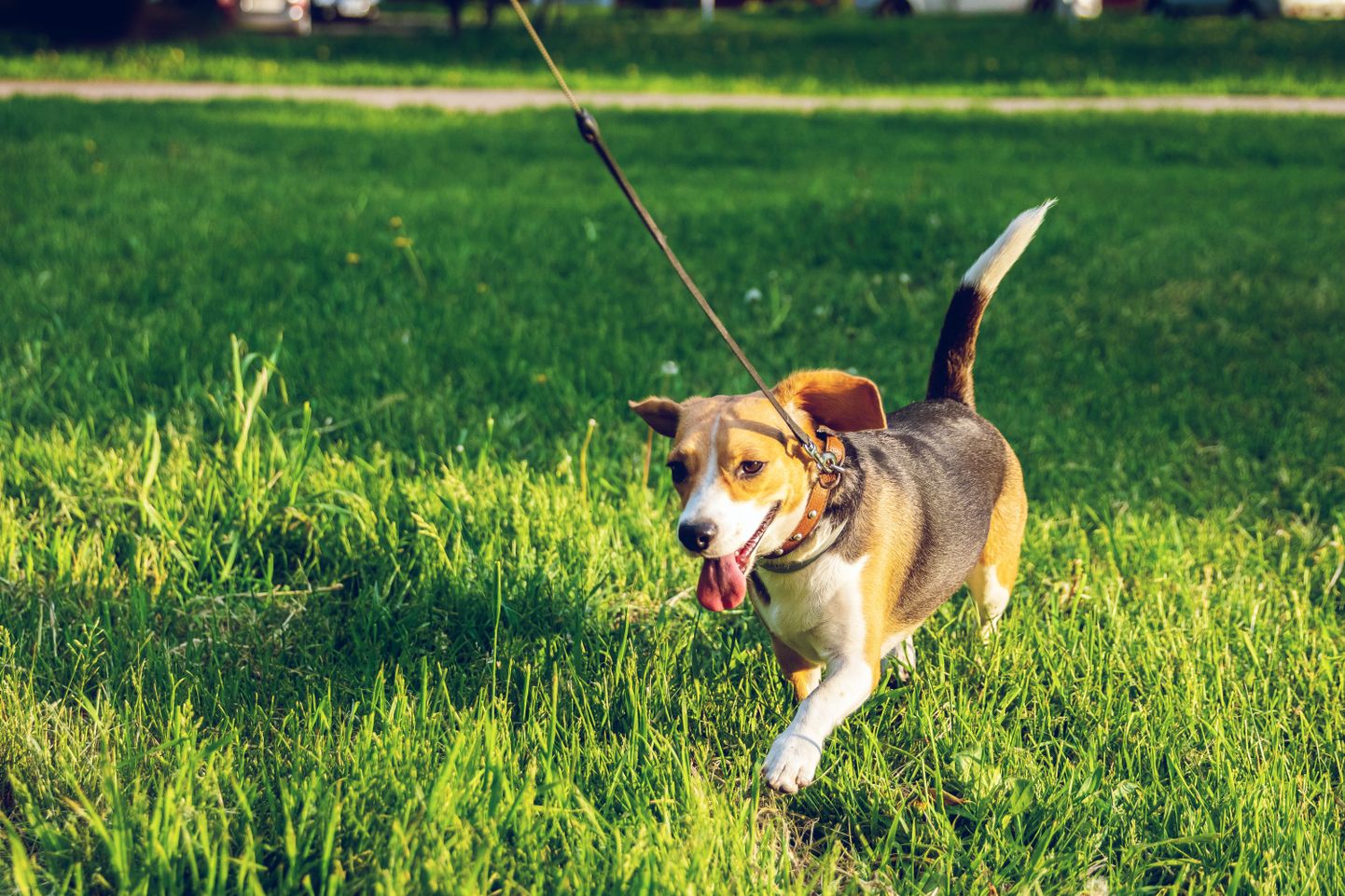 Tallinna koerte ja kasside pidamise eeskirja kohaselt peab loom olema avalikus kohas alati jalutusrihma otsas