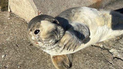 Uudishimulikud noored hülged võivad inimeste lähedusse sattuda