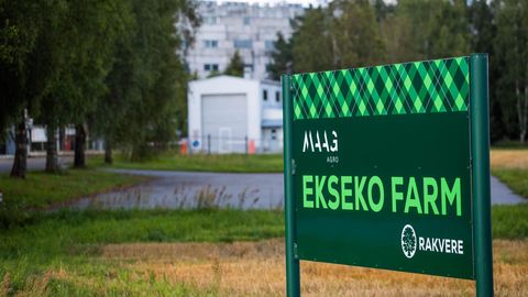 Afriška prašičja kuga povzročila množični odstrel prašičev v Estoniji