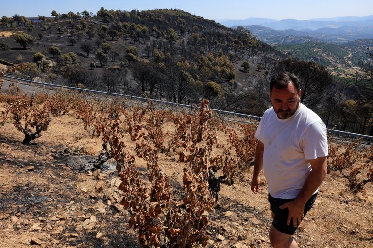 Hispaania viinamarjakasvataja ja veinivalmistaja Jesus Soto oma istanduses Avila provintsis Cebrerose lähedal, mis suures osas hävines maastikupõlengus