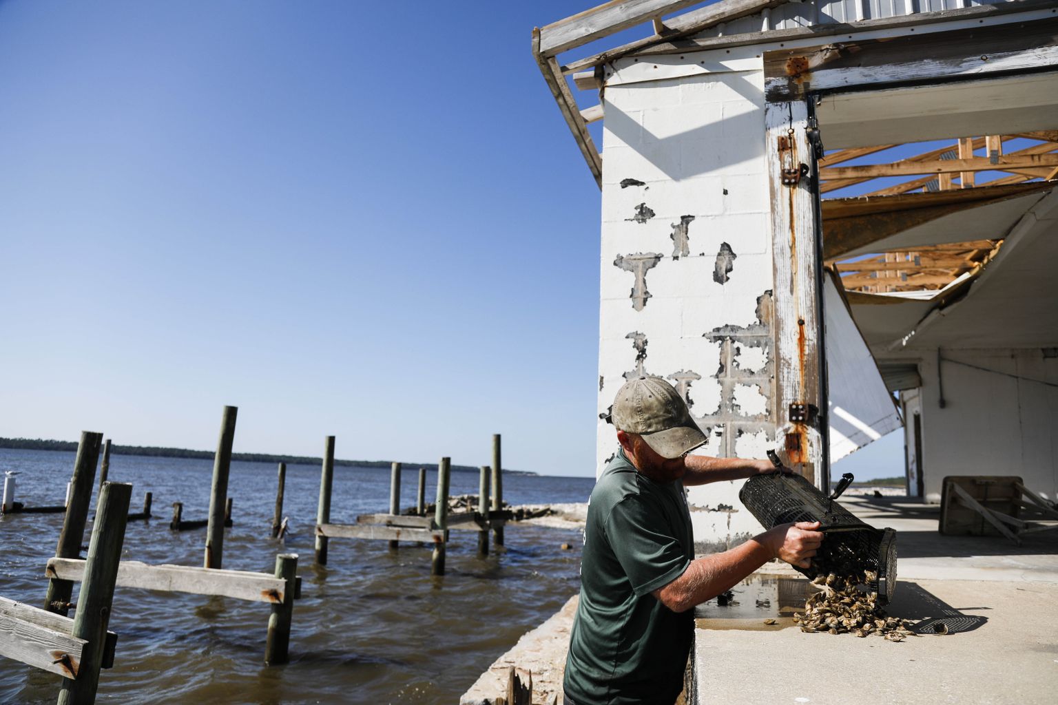 Austrite kasvandus Apalachicola lahes.