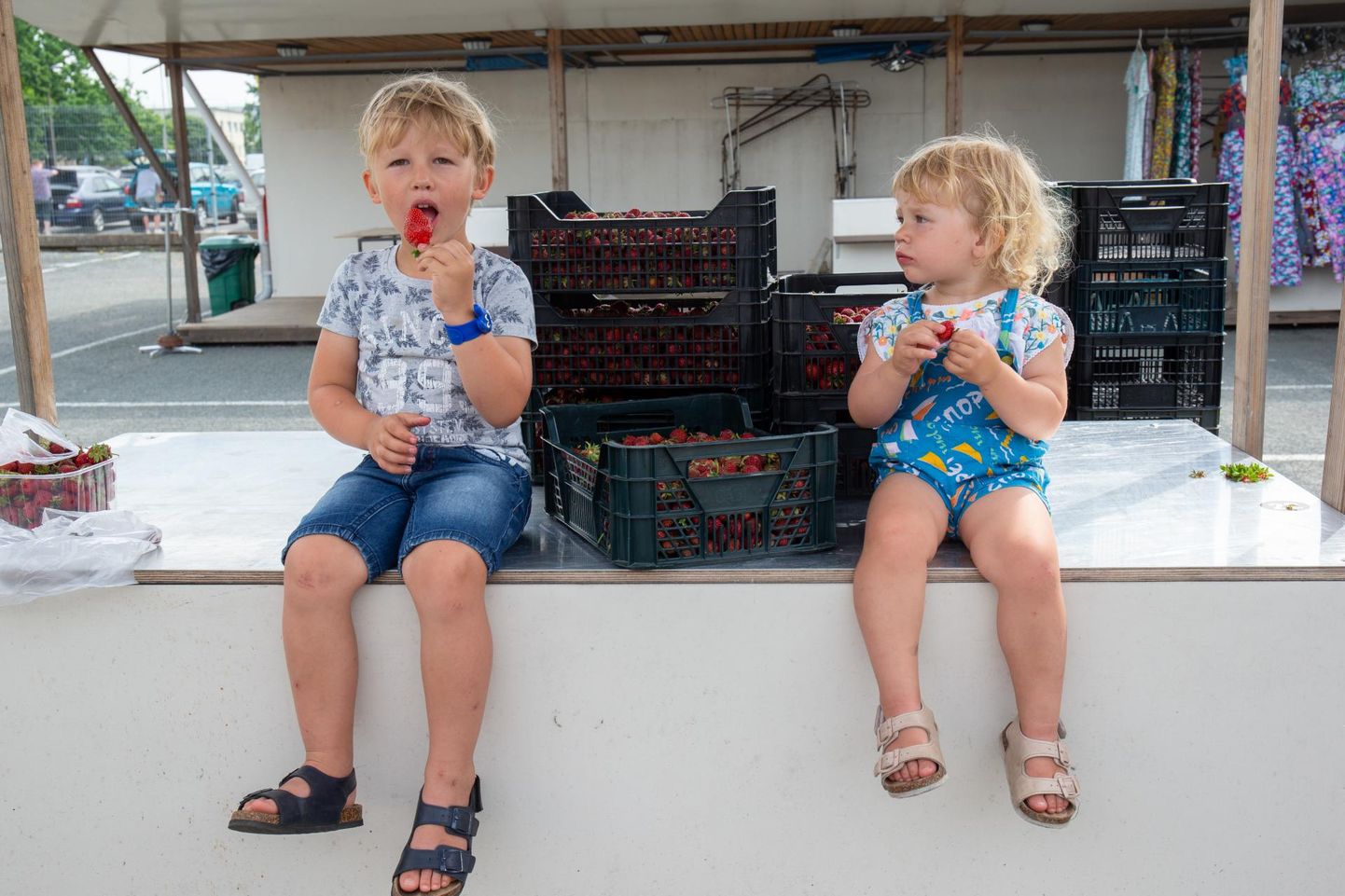 Sebastianile ja Sabinele toormoosi tegemiseks ostis nende ema 30 kilogrammi maasikaid.
