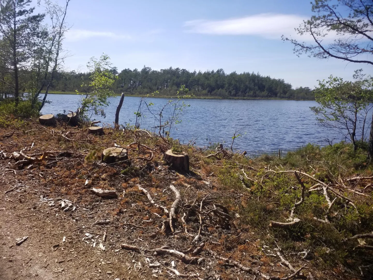 Tänavjärve järvekallas.Foto on illustratiivne.