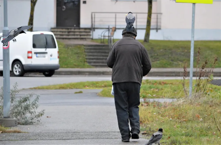 Papiniidu tänaval toitu otsivad varesed ei peljanud nokatäie saamiseks inimesele pähe istuda.