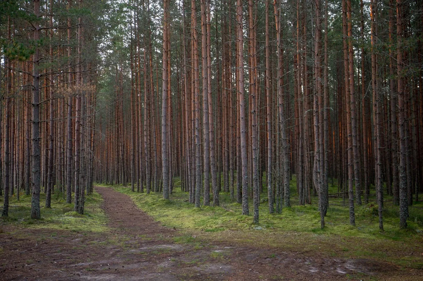 Lahemaal Ohepalus teevad keskkonnakaitsetööd ajateenijadki.