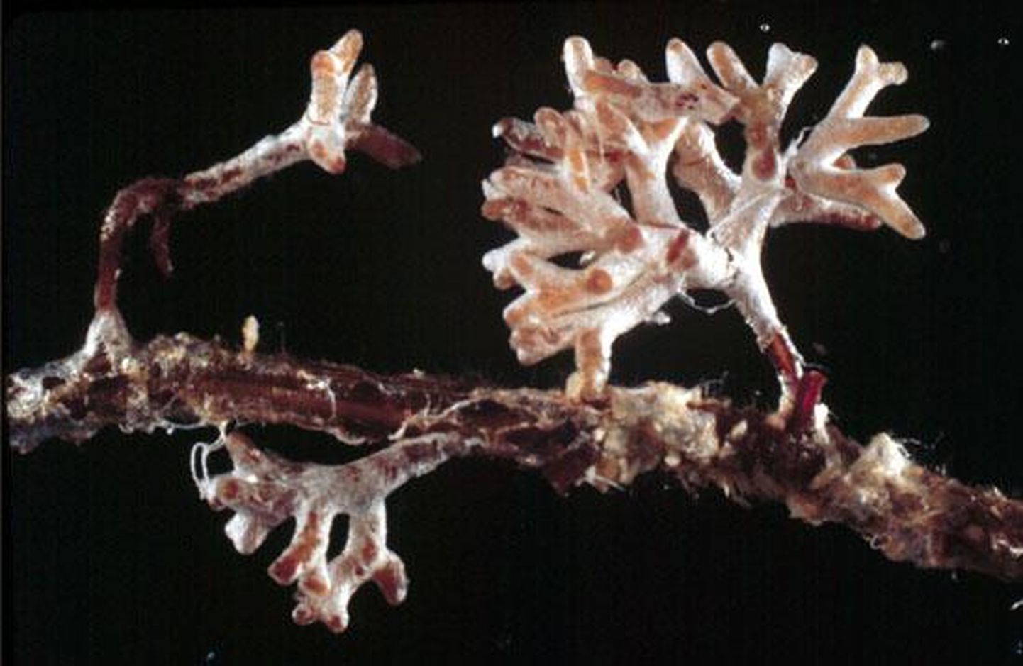 Amanita muscaria hüüfide ja Pinus radiata juurte vahel moodustunud ektomükoriisa FOTO: Randy Molina