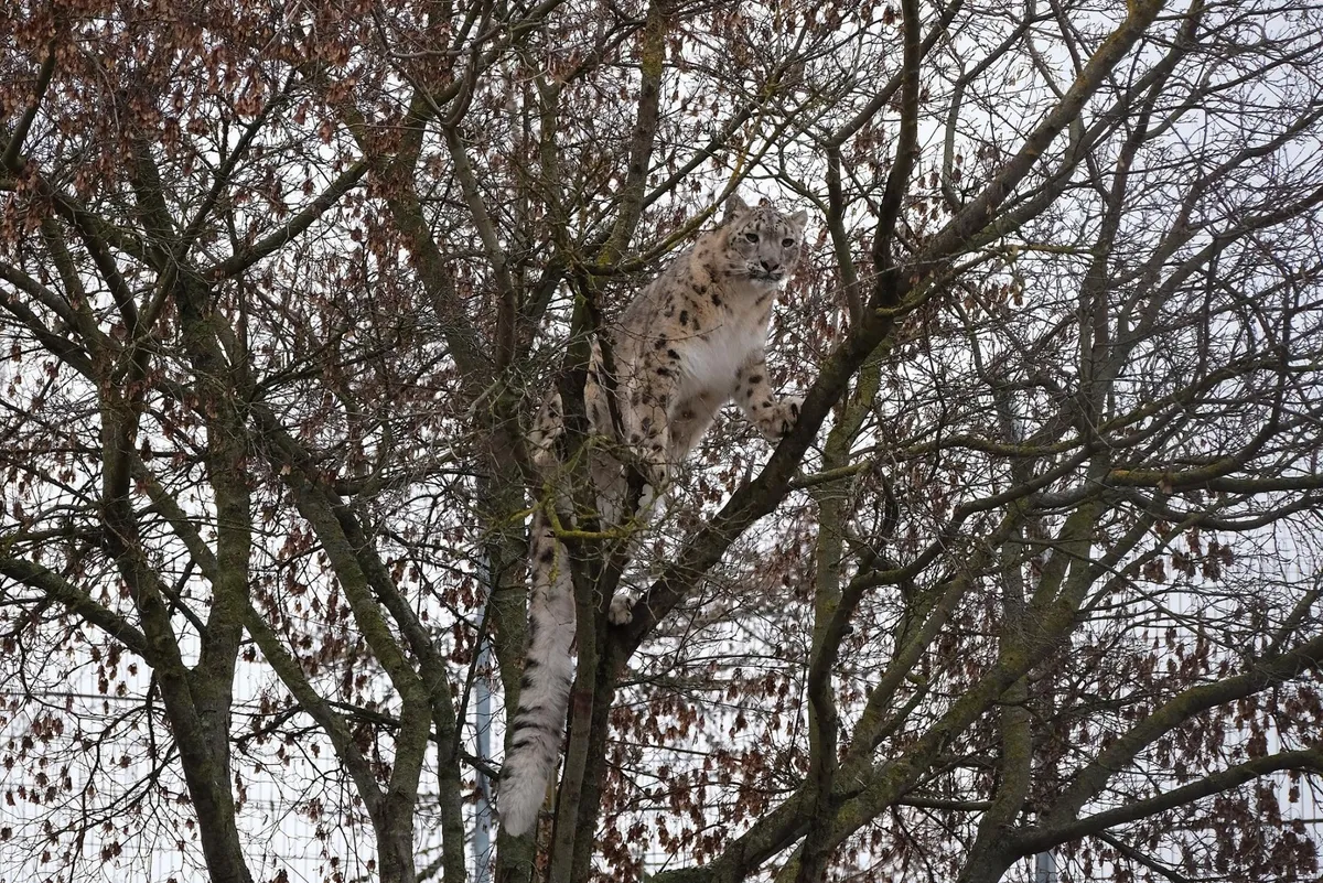 Makalu kõrgel puu otsas.