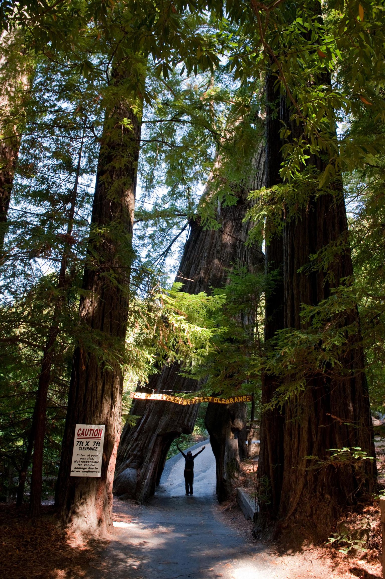 Sekvoia Humboldt Redwoodsi rahvuspargis Californias.