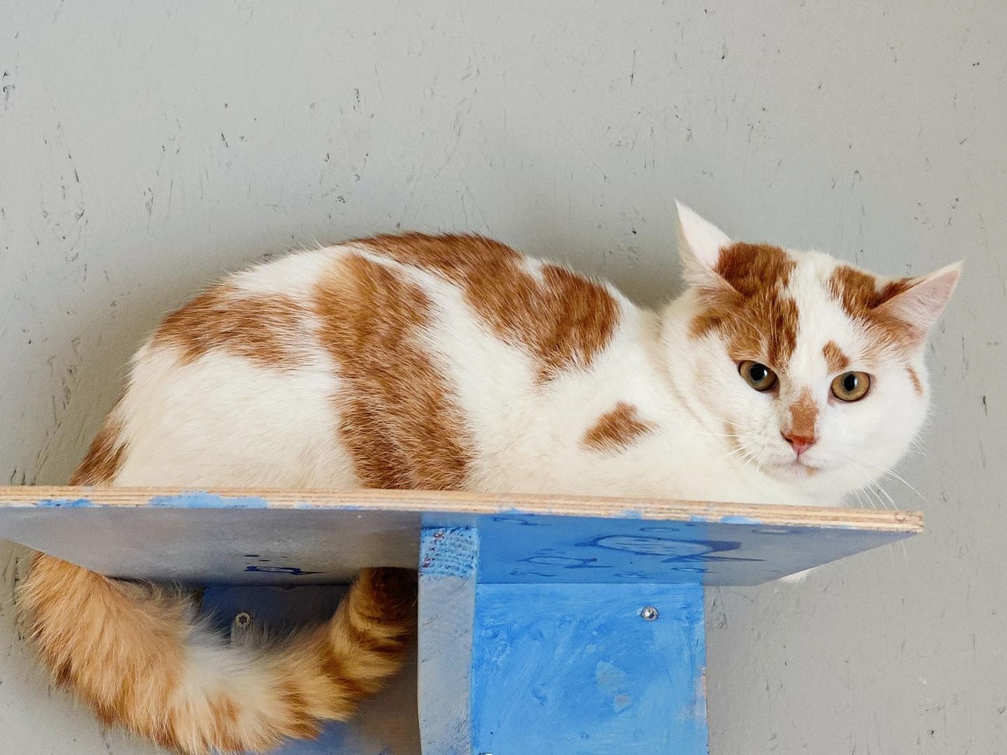 Kass Otto ootab Pärnu loomade varjupaigas head kodu.