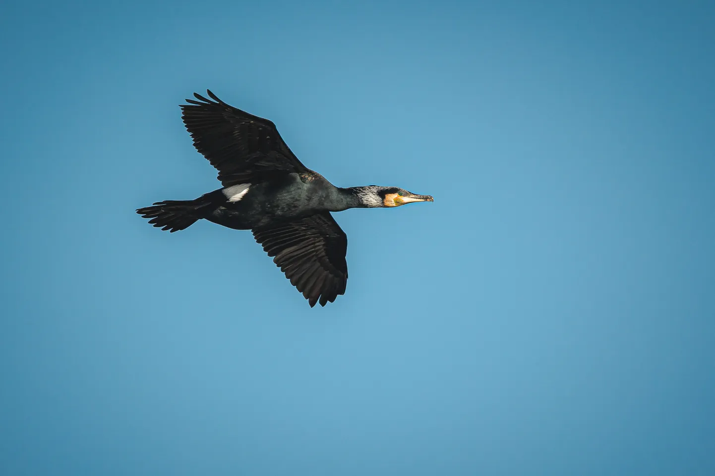 Kormoran.