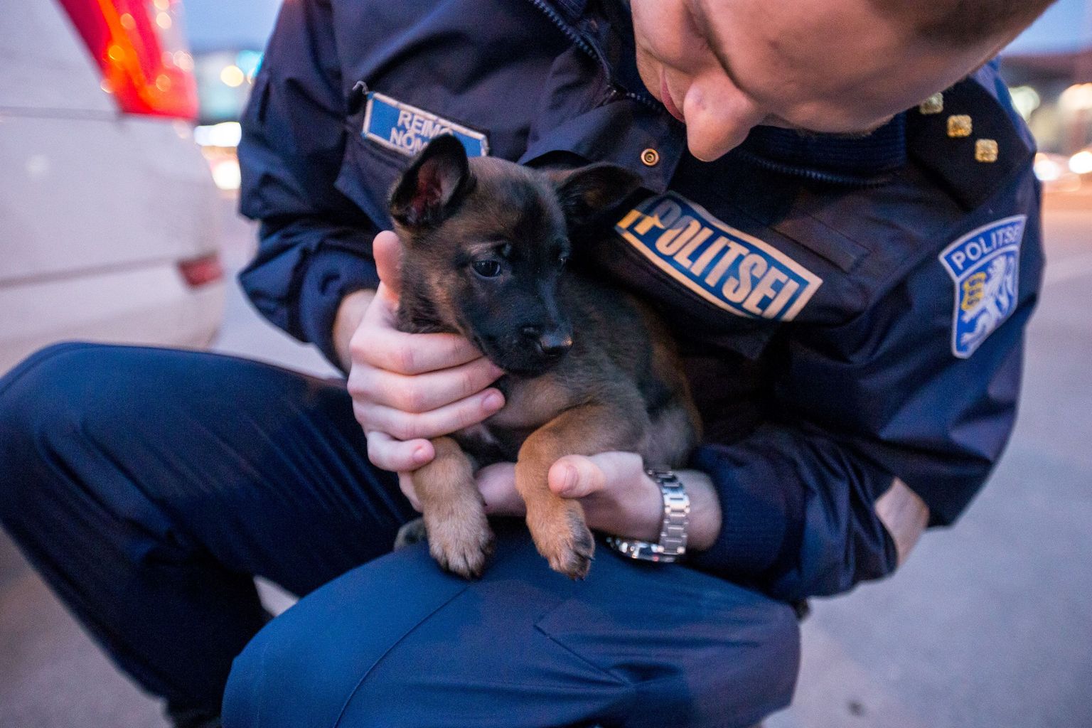 Rakvere politseijaoskonna koerajuht Reimo Nõmme võttis esmaspäeva õhtul Tallinna sadamas vastu uue sõbra ja kolleegi, Soomest saabunud Belgia lambakoera kutsika Asmo, kes sündis 23. jaanuaril.