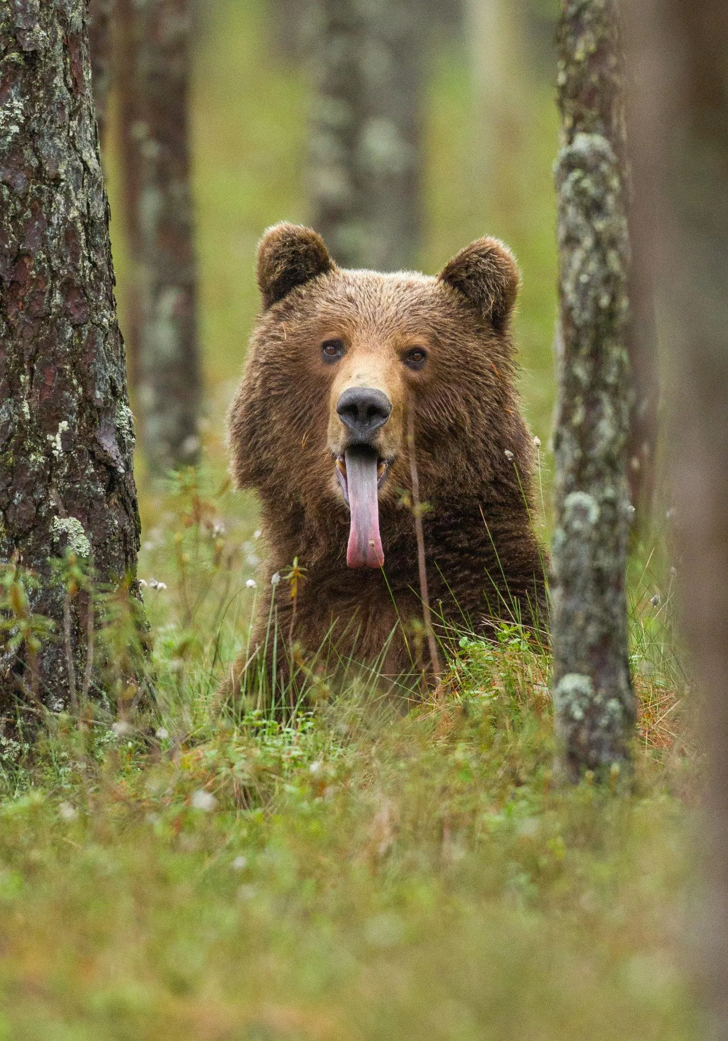 Loodusfotograaf Ingmar Muusikuse näitus «Lähedal. Metsikute naabrite portreed» on Paide muusika- ja teatraimajas avatud jaanuari lõpuni.