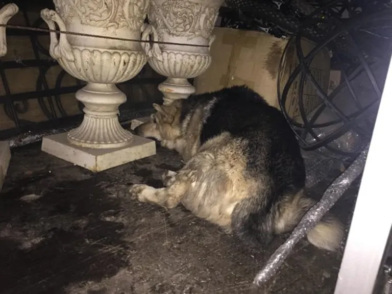 Artikli foto