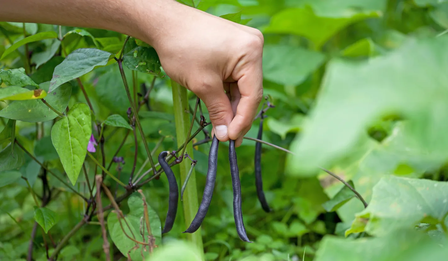 Traditsiooniliste kurkide-tomatite kõrvale otsitakse ka põnevamaid sorte, millega katsetada. Dekoratiivsete tumelillade kaunadega aeduba „Purple Teepee” on üks neist, mida eestlased armastavad peenras kasvatada.