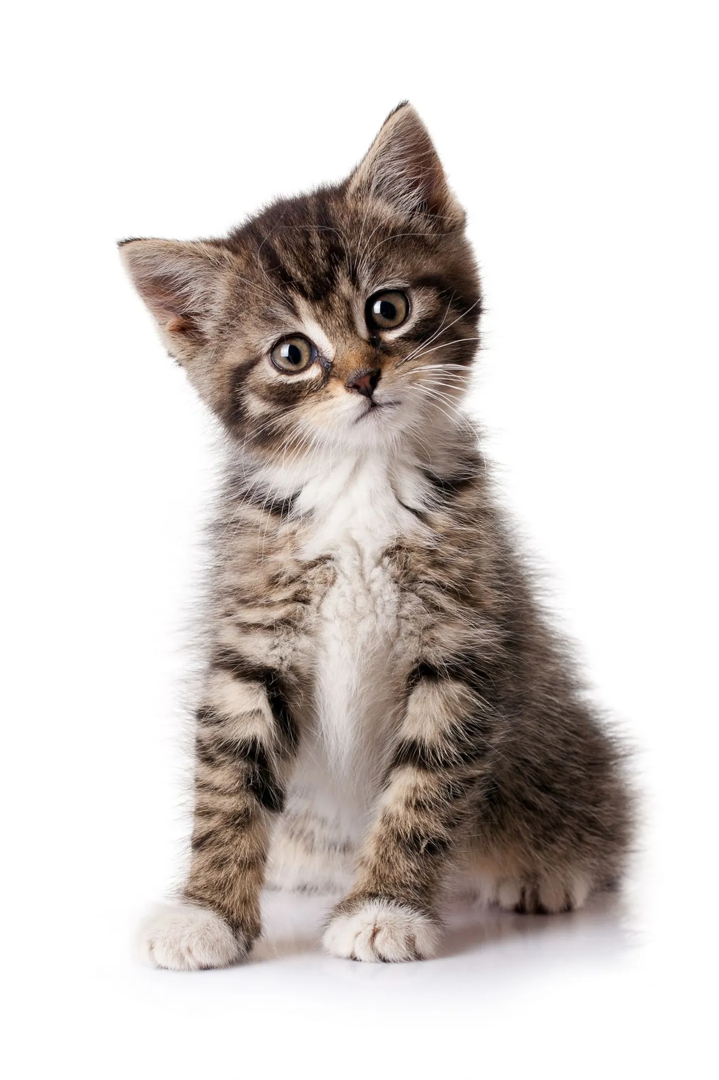 Котенок. Иллюстративное фото.