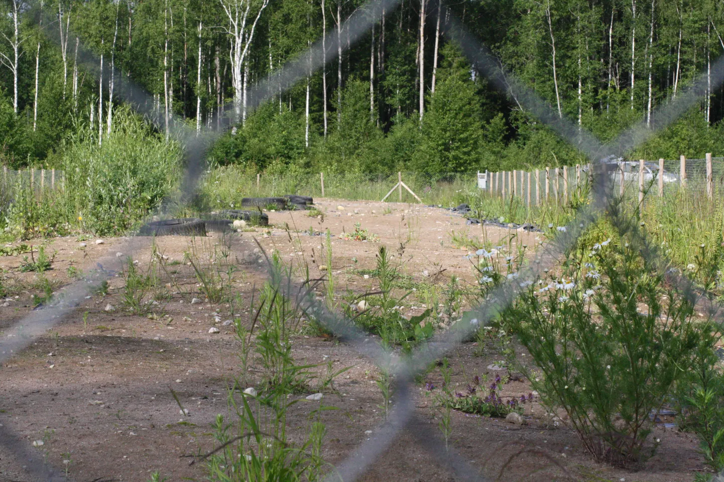 Kui Võtikveres ühel metsalagendikul asetsevat platsi ei ümbritseks traataed ja lähenemist keelav kuri hoiatussilt, ei oleks võimalik kuidagi aimata, et sinna on maetud tuhandeid katkukoldest pärit sigu. Toona polnud võimalust kõiki sigu tehases hävitada.
