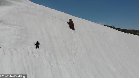 VIDEO: visa karupoeg üritab järsust mäest üles rühkides emaga sammu pidada