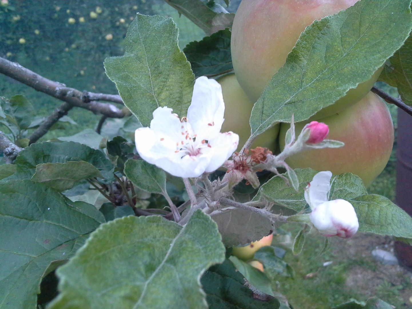 Tartus tulid õunapuule augusti lõpus külge õied.