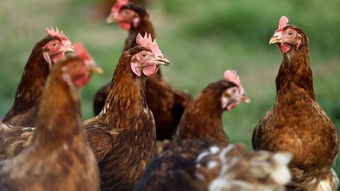 Lietuvā izmeklē iespējamo cilvēktirdzniecību saistībā ar filipīniešu nodarbināšanu mājputnu fermās