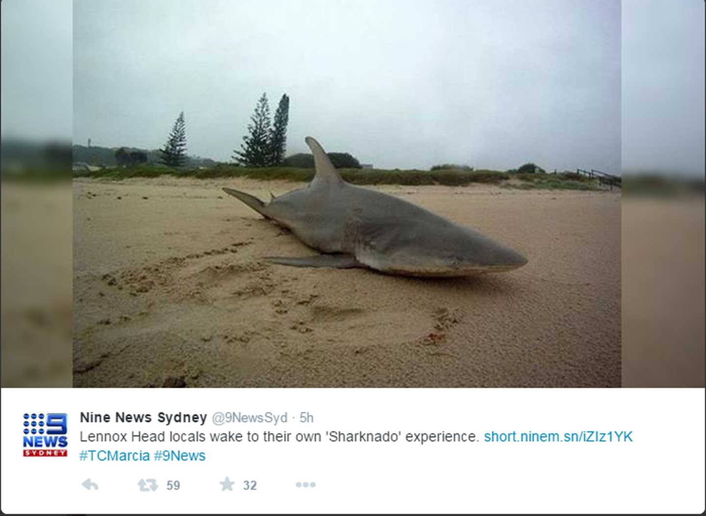 Austraaliat tabanud tsüklon heitis kaldale ka ühe hai.