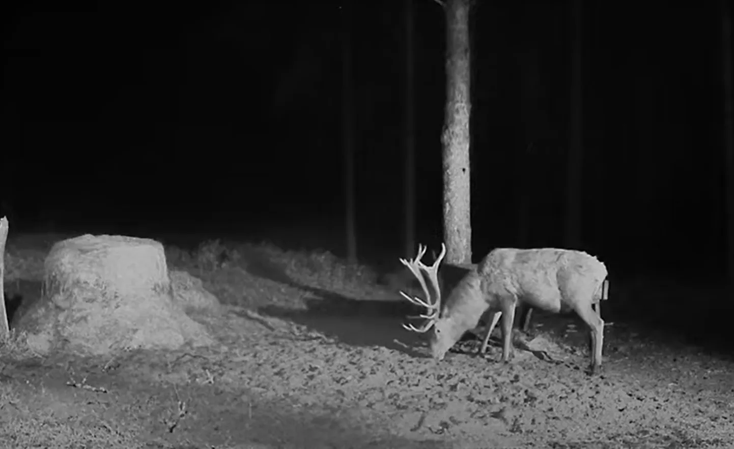 Hirv 8. novembri öösel RMK söödaplatsil.