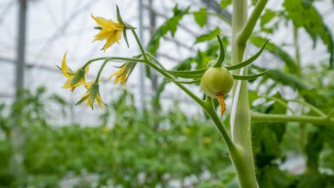 Tomato care in the heart of summer ensures a rich harvest