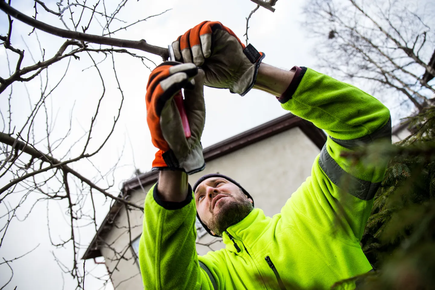 Arborist Harry Truu soovitusel võiks puu rohemassist kärpida maksimaalselt 25 protsenti.