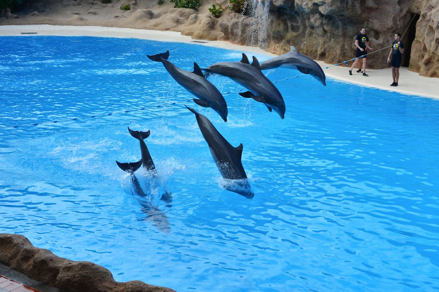 Delfiinid kiinduvad üksteisesse koos ujudes