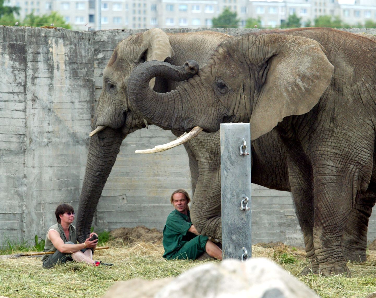 Aafrika elevandid Tallinna loomaaias koos dresseerijatega.