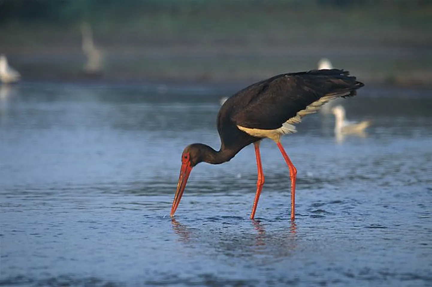Must-toonekurg (Ciconia nigra L.)