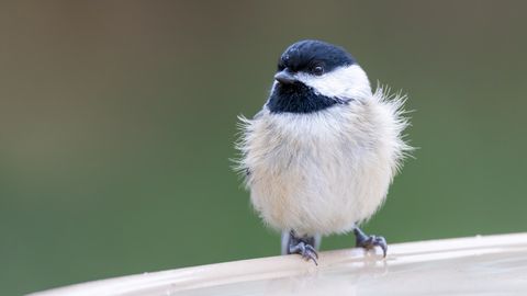 Piektdiena būs vējaina, vietām līs