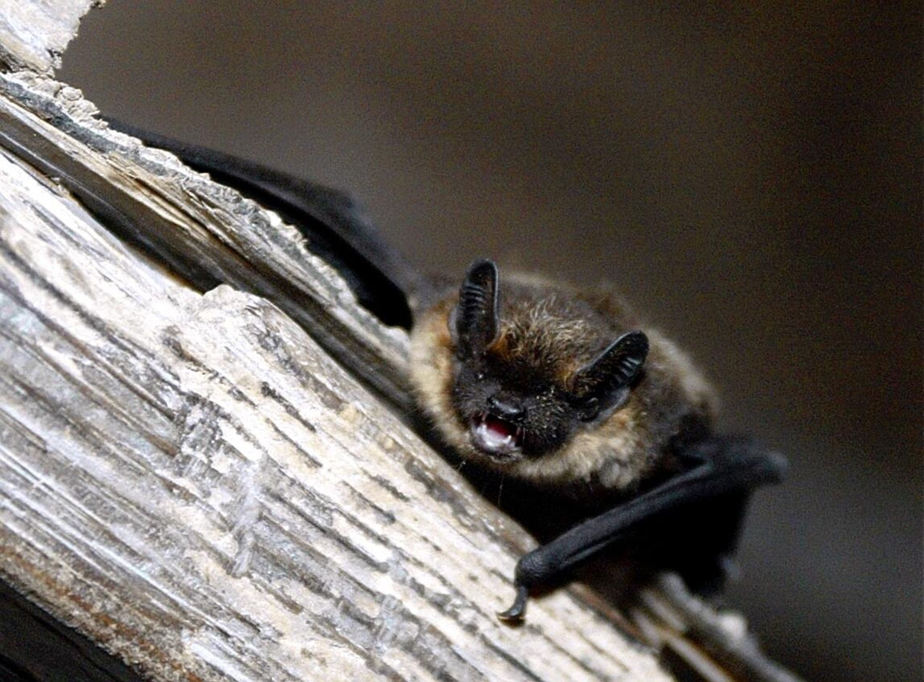 Kui nahkhiir tuppa lendab, ei tasu paanikasse sattuda – nahkhiirtele meeldib öösel suletud ruume uurimas käia ja tänu kajalokatsioonile tunnetavad nad ise ära, kust välja saab.